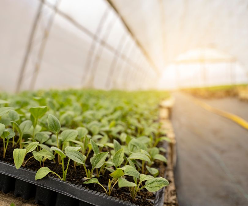 Estufa agrícola profissional com sistema de irrigação e controle climático