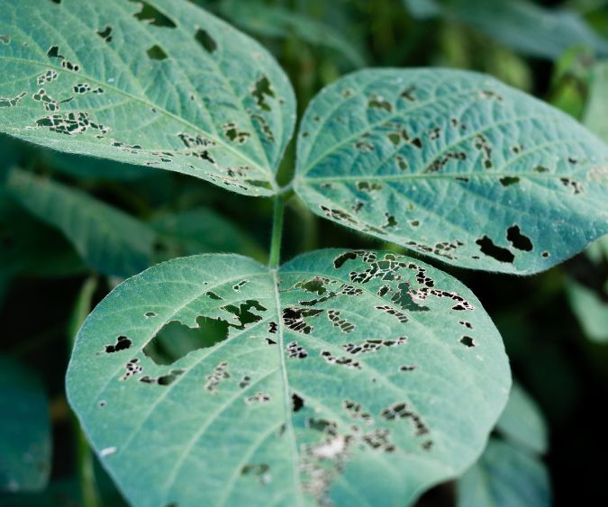 Manejo Integrado de Pragas